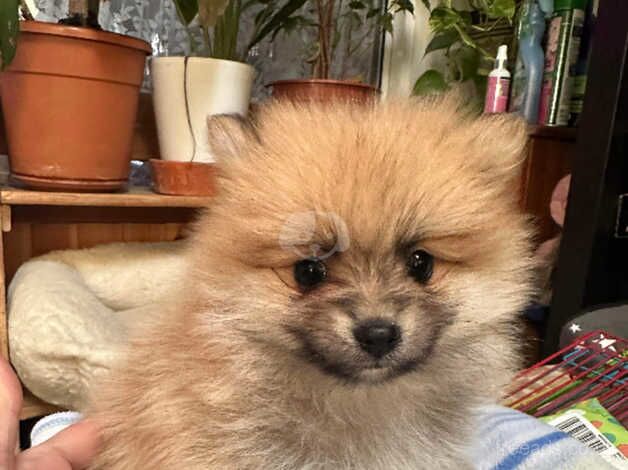 Pomeranian puppies for sale in Ardleigh Green, Greater London – 1 year old - Image 4 of 5