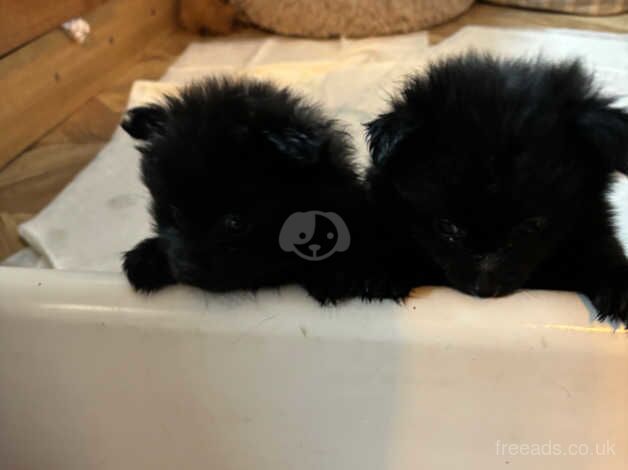 Pomeranian puppies for sale in Sheerness, Kent – 1 year old - Image 4 of 5