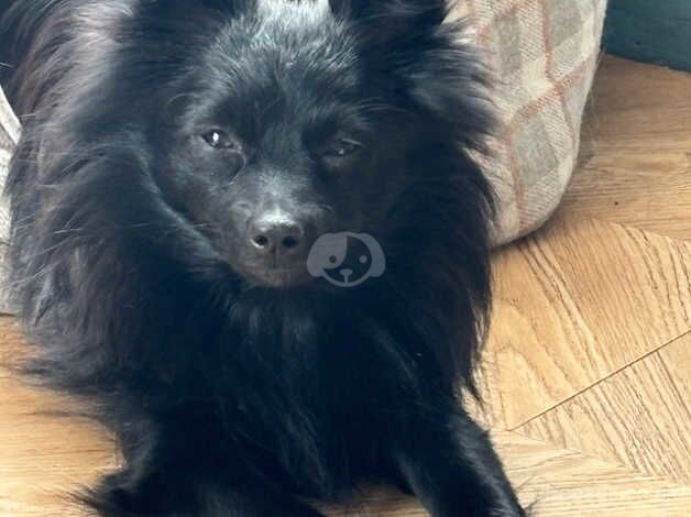 Pomeranian puppies for sale in Sheerness, Kent – 1 year old - Image 5 of 5