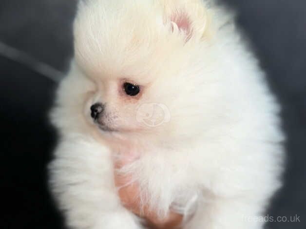 Pomeranian puppies for sale in Swadlincote, Derbyshire – KC registered, 1 year old - Image 2 of 5