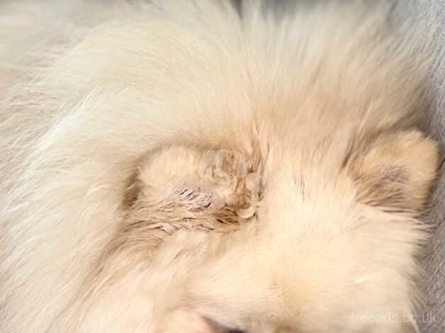 Pomeranian puppies for sale in Swadlincote, Derbyshire – KC registered, 1 year old - Image 3 of 5