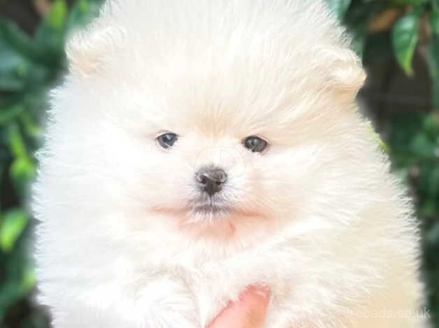 Pomeranian puppies for sale in Swadlincote, Derbyshire – KC registered, 1 year old - Image 4 of 5