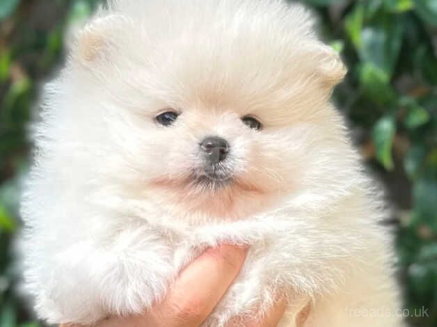 Pomeranian puppies for sale in Swadlincote, Derbyshire – KC registered, 1 year old - Image 5 of 5