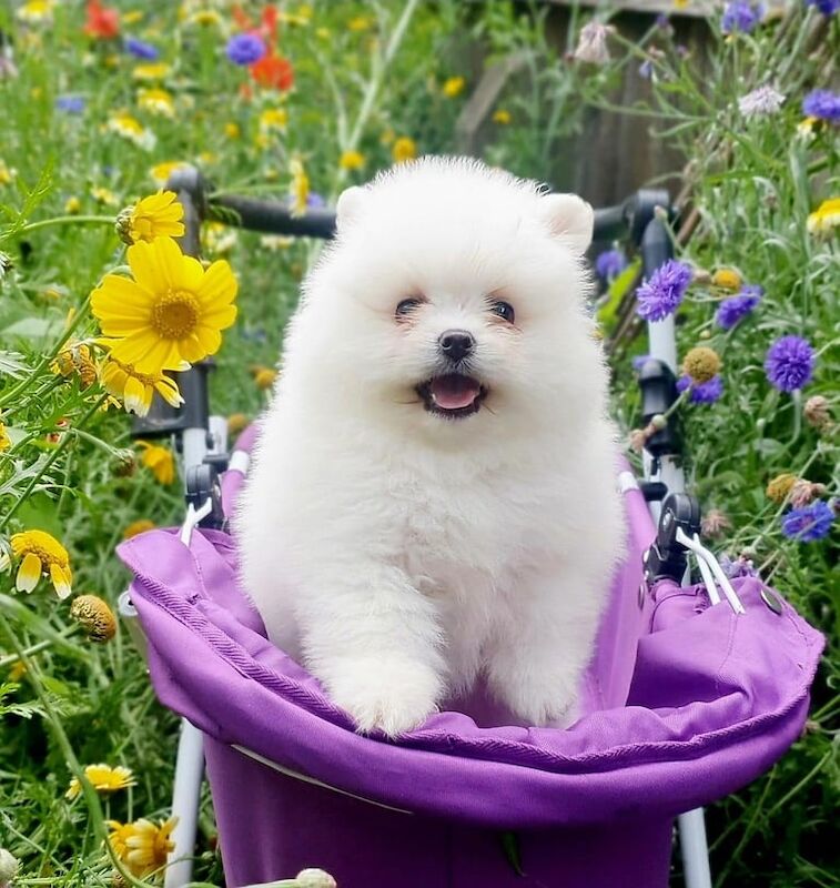 Pomeranian puppies for sale in Sandwell, West Midlands – 6 weeks old