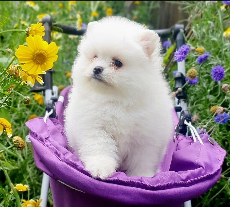 Pomeranian puppies for sale in Sandwell, West Midlands – 6 weeks old - Image 2 of 3