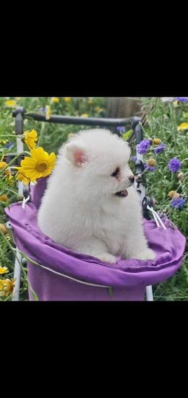 Pomeranian puppies for sale in Sandwell, West Midlands – 6 weeks old - Image 3 of 3