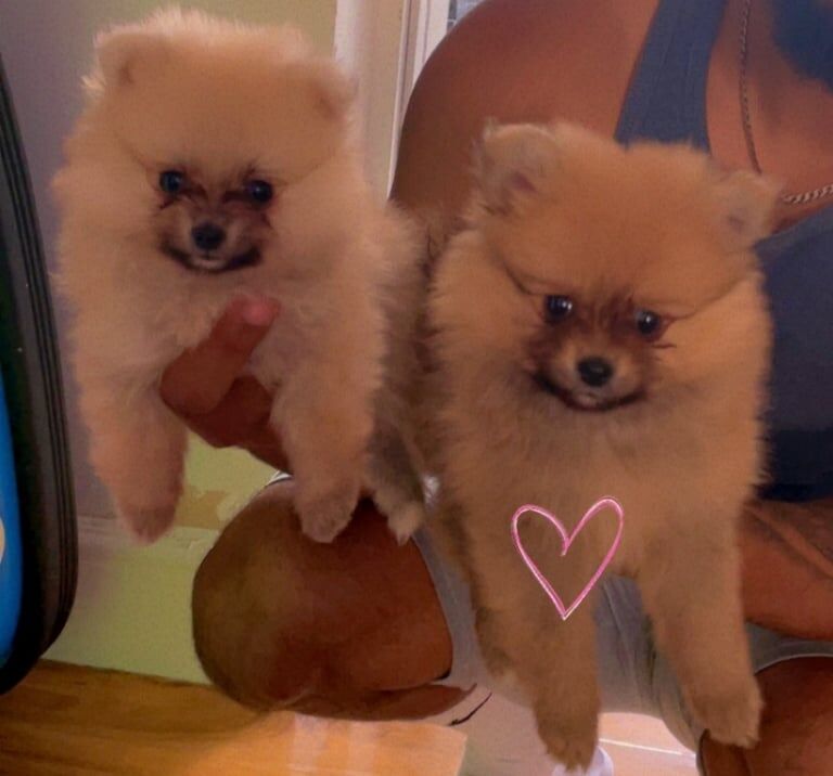 Pomeranian puppies for sale in Gravesend, Kent – 11 weeks old