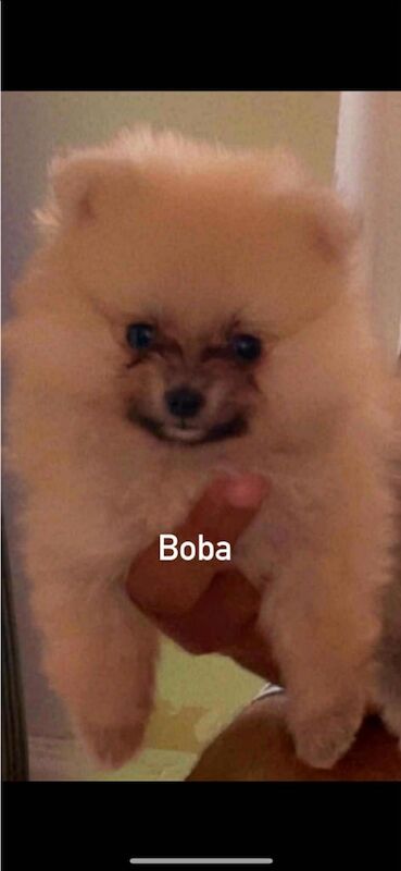 Pomeranian puppies for sale in Gravesend, Kent – 11 weeks old - Image 2 of 3