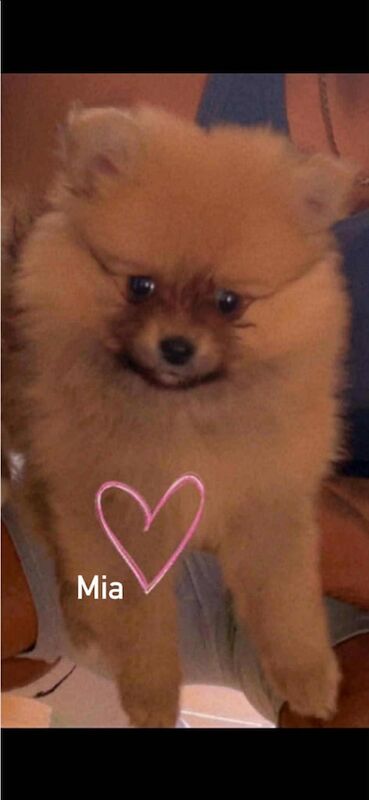 Pomeranian puppies for sale in Gravesend, Kent – 11 weeks old - Image 3 of 3