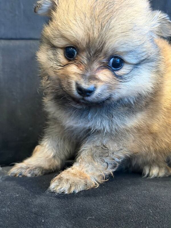Pomeranian Puppies For Sale Under £1,000