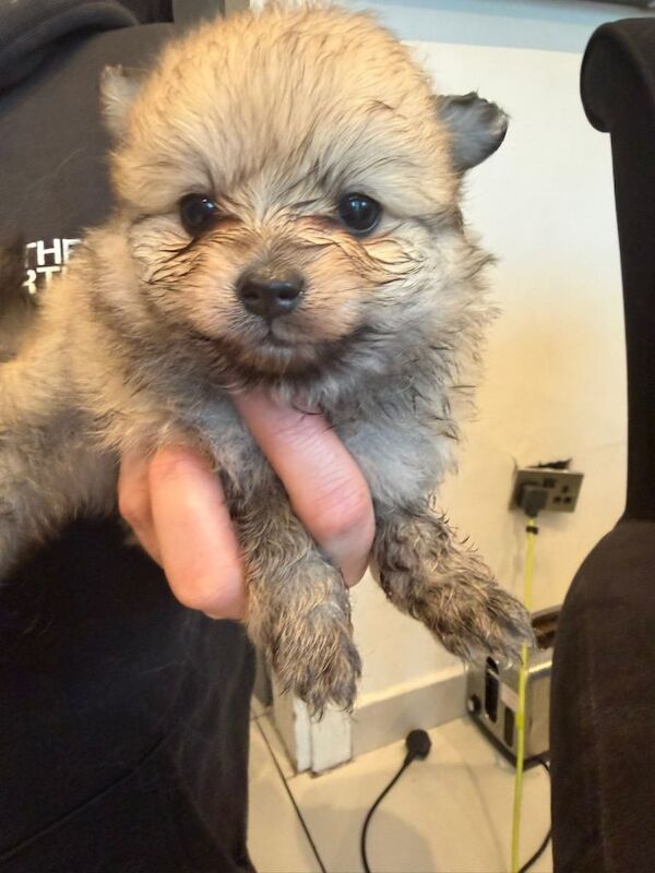 Pomeranian Puppies for sale was - Image 2 of 5