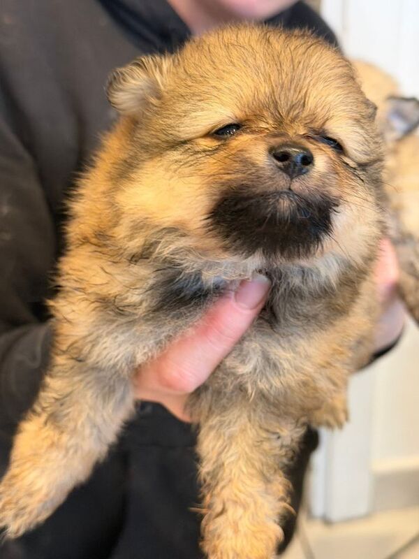 Pomeranian Puppies for sale was - Image 3 of 5