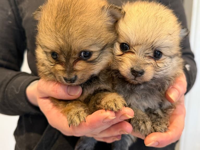 Pomeranian Puppies for sale was - Image 4 of 5
