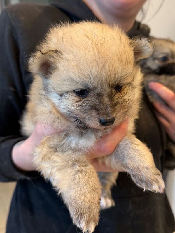 Pomeranian Puppies for sale was - Image 5 of 5