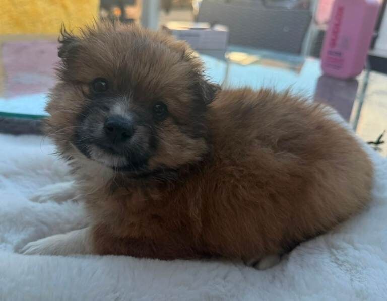 Pomeranian puppies forsale