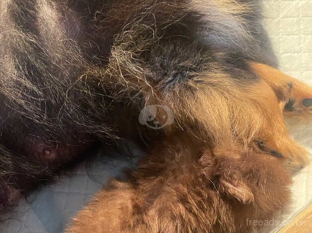 Pomeranian puppies for sale in Billingham, Durham – 1 year old - Image 2 of 5