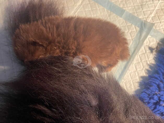 Pomeranian puppies for sale in Billingham, Durham – 1 year old - Image 3 of 5