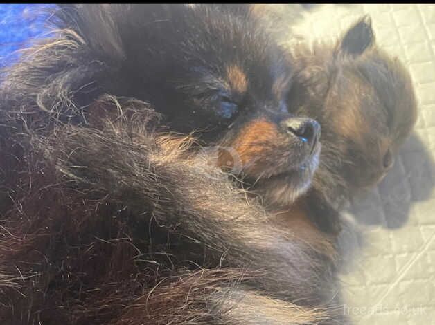 Pomeranian puppies for sale in Billingham, Durham – 1 year old - Image 4 of 5