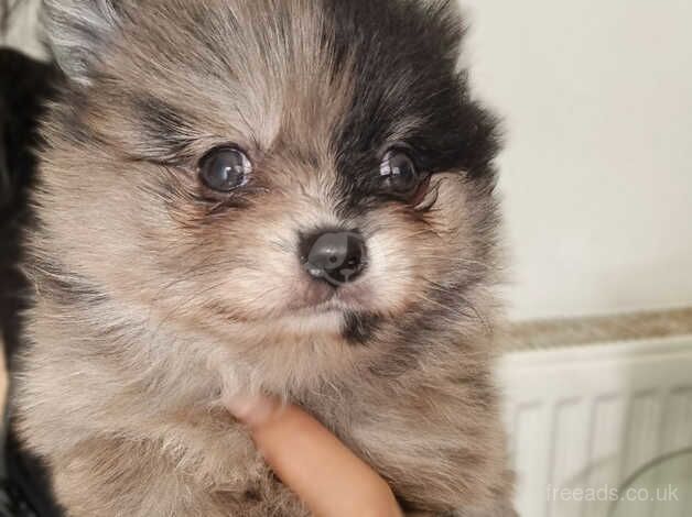 Pomeranian puppies for sale in Bolton, East Lothian – 1 year old - Image 2 of 5