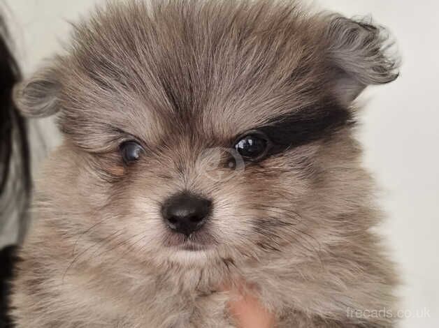 Pomeranian puppies for sale in Bolton, East Lothian – 1 year old - Image 3 of 5