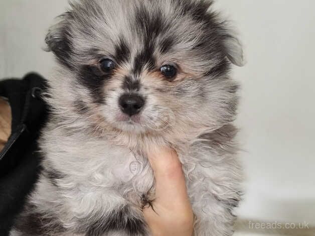Pomeranian puppies for sale in Bolton, East Lothian – 1 year old - Image 4 of 5