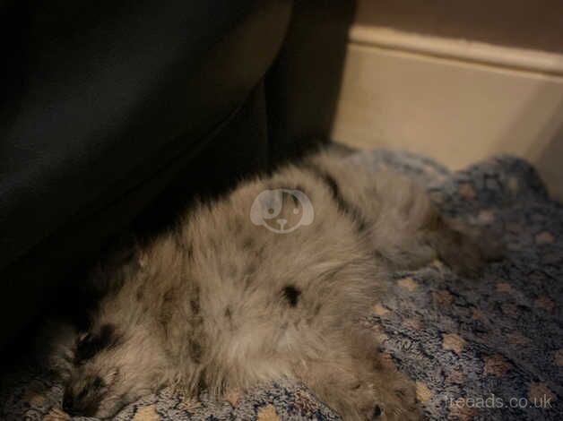 Pomeranian puppies for sale in Brecon / Aberhonddu, Powys – 1 year old - Image 2 of 5
