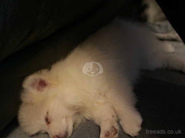 Pomeranian puppies for sale in Brecon / Aberhonddu, Powys – 1 year old - Image 3 of 5