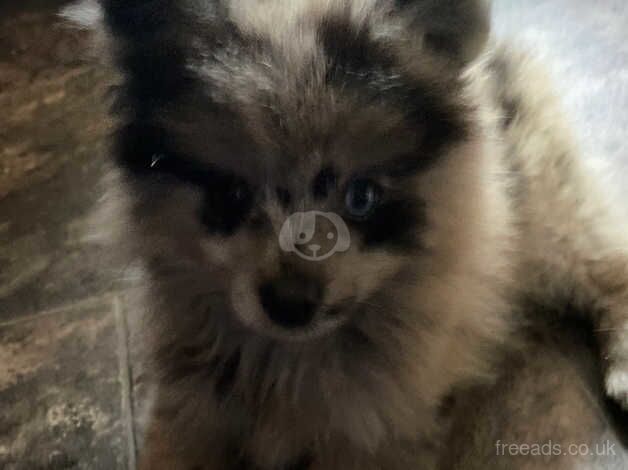 Pomeranian puppies for sale in Brecon / Aberhonddu, Powys – 1 year old - Image 4 of 5