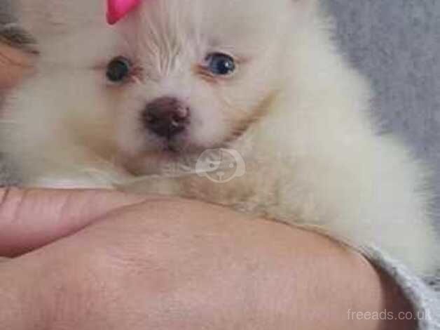 Pomeranian puppies for sale in Brecon / Aberhonddu, Powys – 1 year old - Image 5 of 5