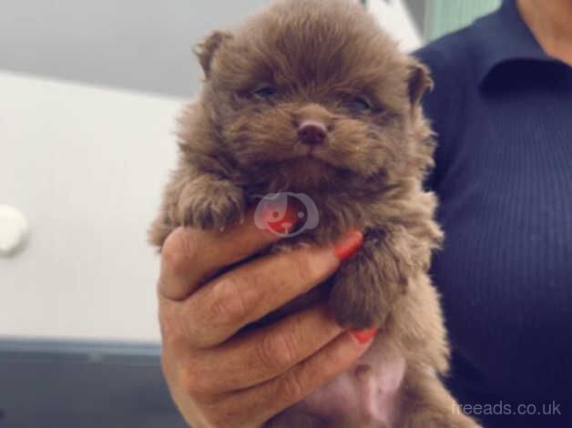 Pomeranian puppies for sale in Deeside – 10 months old - Image 4 of 5