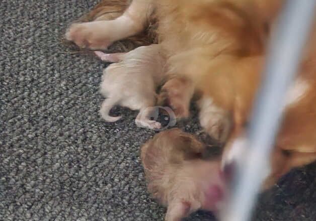 Pomeranian puppies for sale in Durham, County Durham – 1 year old - Image 1 of 4