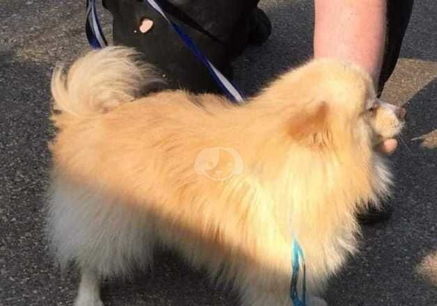 Pomeranian puppies for sale in Durham, County Durham – 1 year old - Image 3 of 4