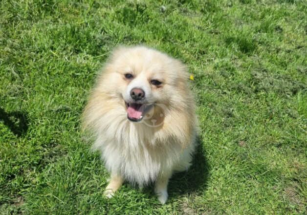 Pomeranian puppies for sale in Durham, County Durham – 1 year old - Image 4 of 4