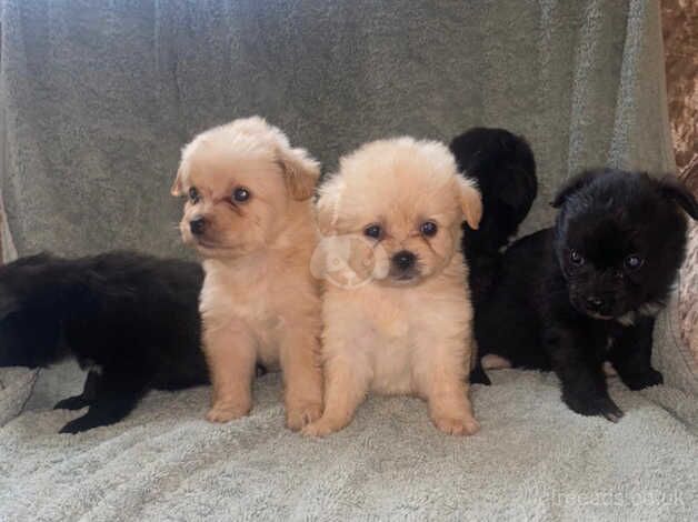 Pomeranian puppies for sale in Market Harborough, Leicestershire – 1 year old - Image 2 of 5