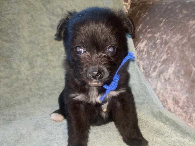 Pomeranian puppies for sale in Market Harborough, Leicestershire – 1 year old - Image 5 of 5