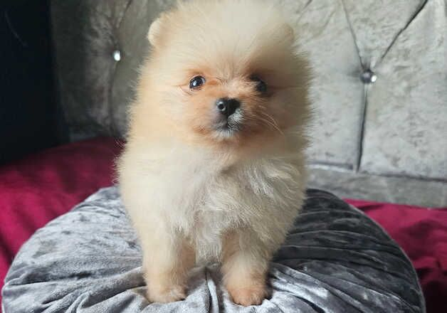 Pomeranian puppies for sale in Maryport, Cumbria – KC registered, 1 year old - Image 3 of 3