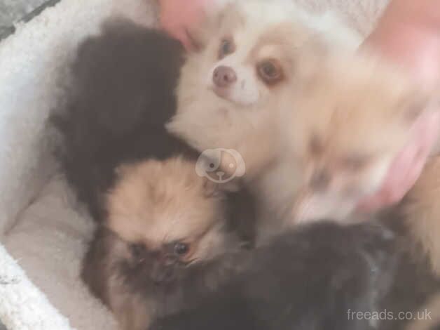 Pomeranian puppies for sale in Swansea / Abertawe, West Glamorgan – 1 year old - Image 2 of 5