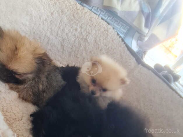 Pomeranian puppies for sale in Swansea / Abertawe, West Glamorgan – 1 year old - Image 3 of 5