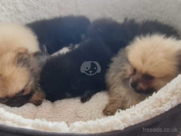 Pomeranian puppies for sale in Swansea / Abertawe, West Glamorgan – 1 year old - Image 5 of 5