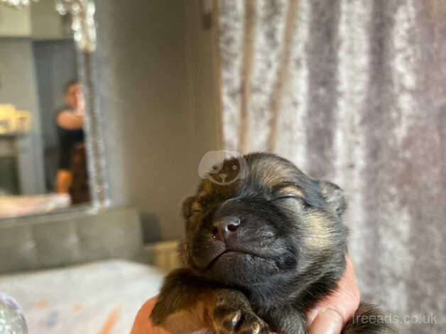 Pomeranian puppies for sale in Wellingborough, Northamptonshire – 9 months old - Image 1 of 5