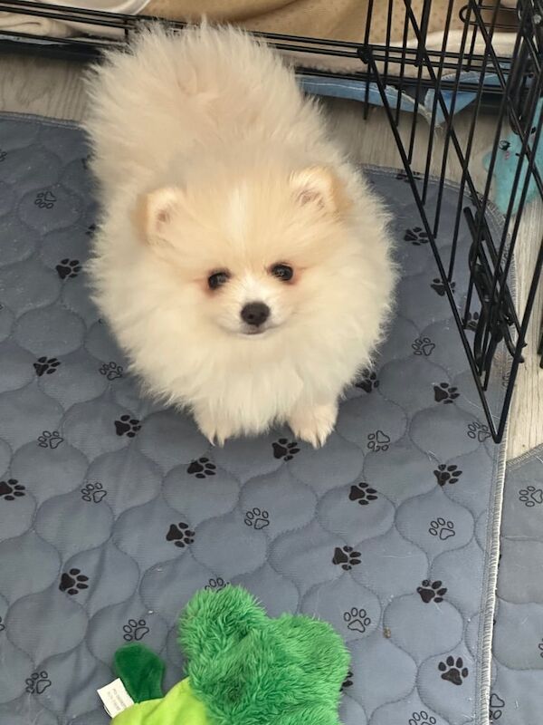 Pomeranian puppies for sale in Norwich, Norfolk – KC registered, 8 weeks old