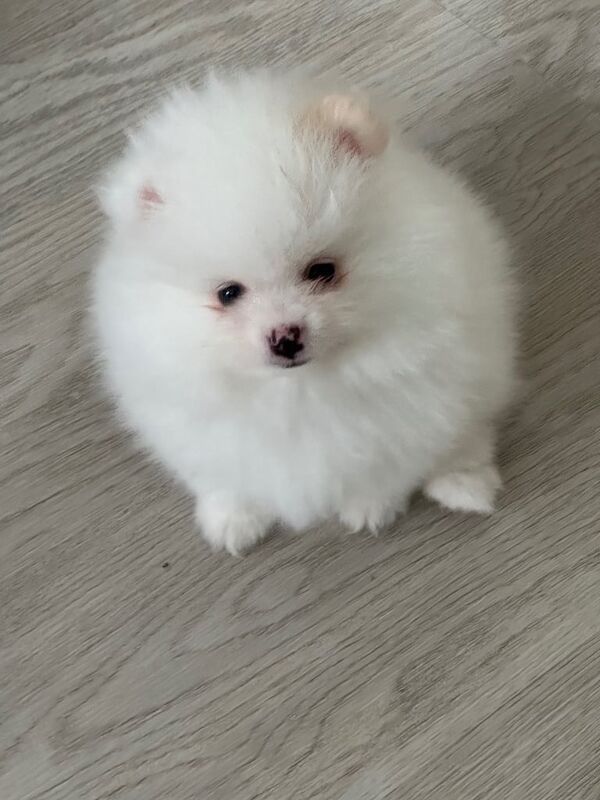 Pomeranian puppies for sale in Norwich, Norfolk – KC registered, 8 weeks old - Image 2 of 3