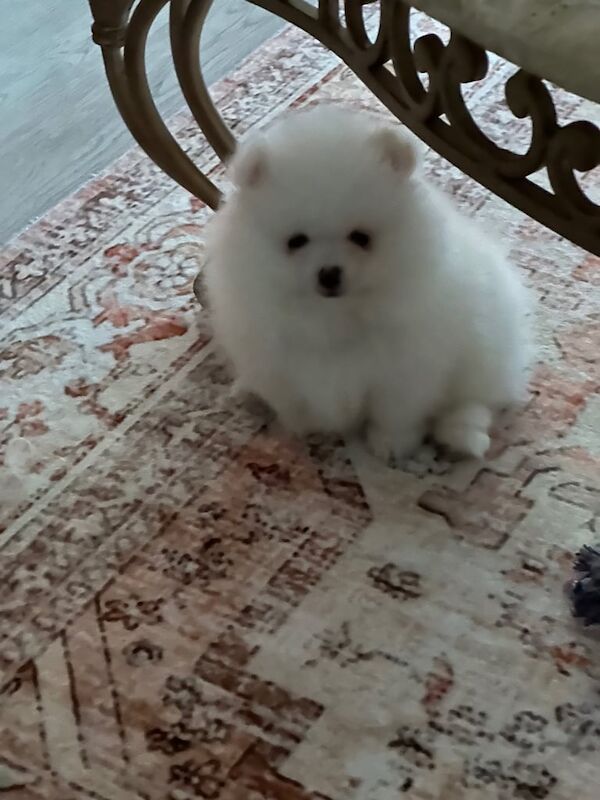 Pomeranian puppies for sale in Norwich, Norfolk – KC registered, 8 weeks old - Image 3 of 3