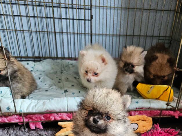 Pomeranian puppies for sale in Teignmouth, Devon – KC registered, 10 months old - Image 1 of 5