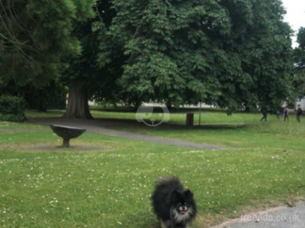 Pomeranian puppies for sale in Teignmouth, Devon – KC registered, 10 months old - Image 3 of 5