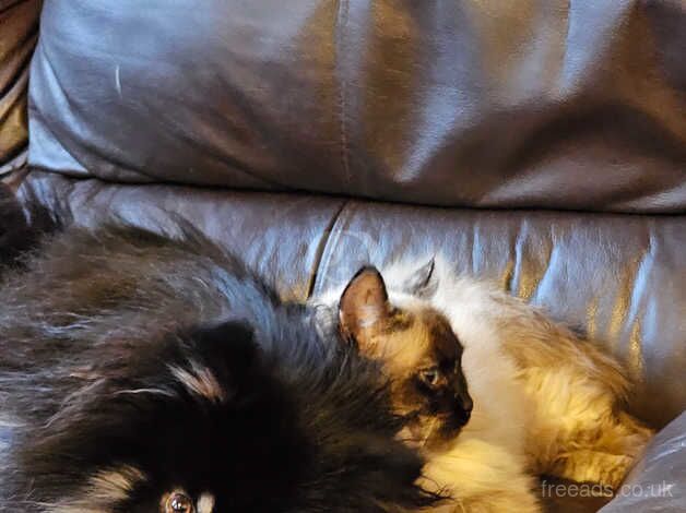 Pomeranian puppies for sale in Teignmouth, Devon – KC registered, 10 months old - Image 4 of 5
