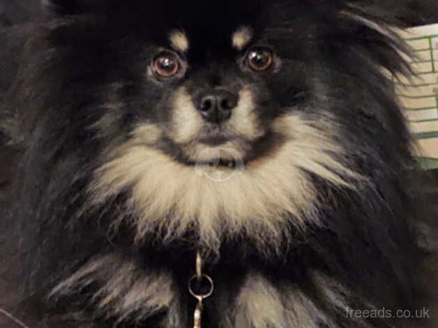 Pomeranian puppies for sale in Teignmouth, Devon – KC registered, 10 months old - Image 5 of 5