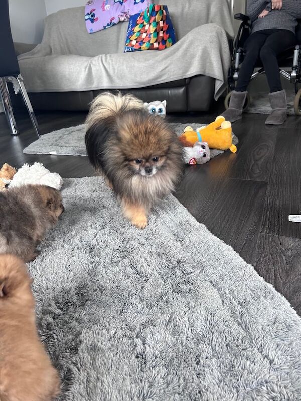 Pomeranian puppies for sale in Rochford, Essex – 11 months old - Image 2 of 3