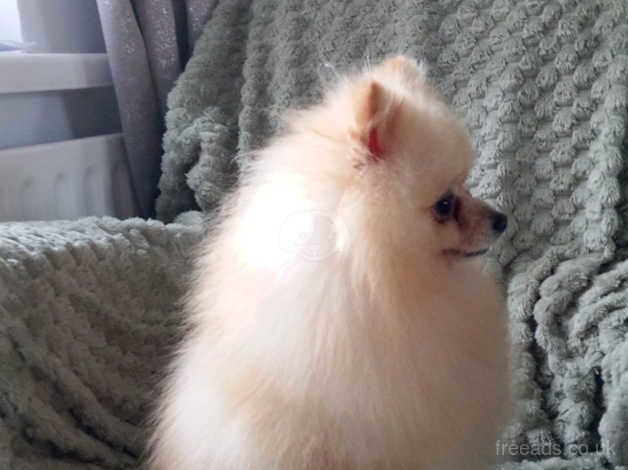 Pomeranian puppies for sale in Dungannon, County Tyrone – 1 year old - Image 3 of 5