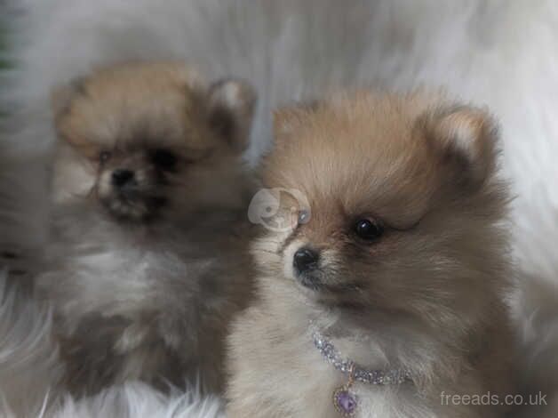 Pomeranian puppies for sale in Dungannon, County Tyrone – 1 year old - Image 4 of 5